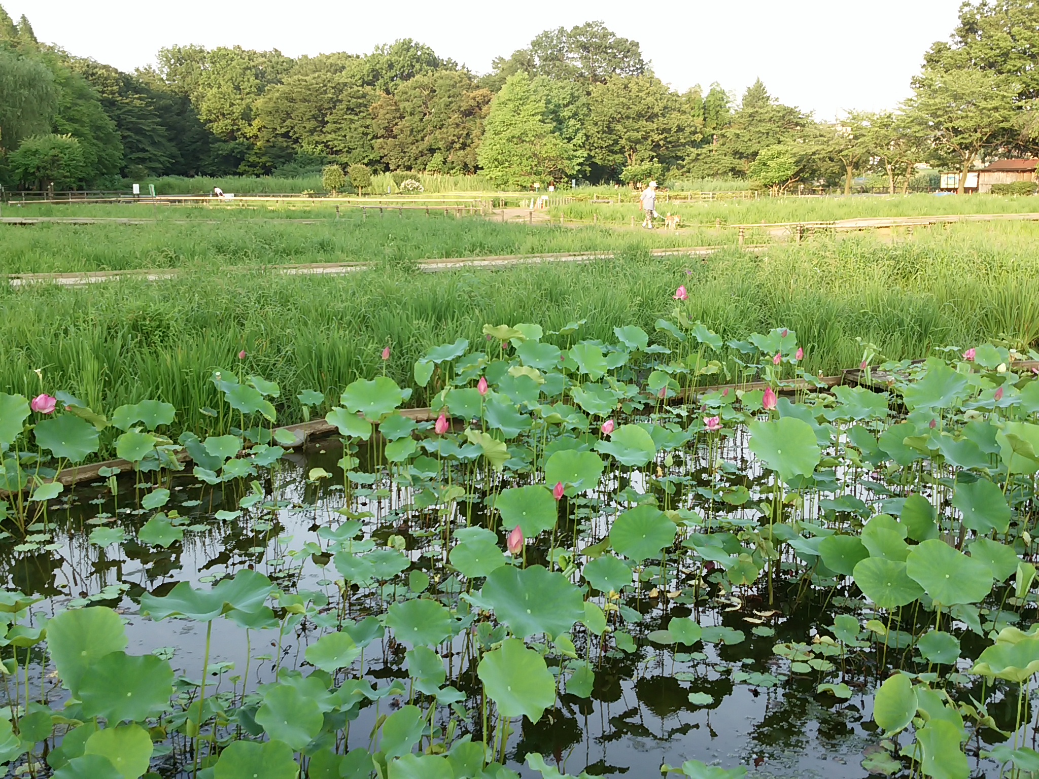 保谷のおおぞら整骨院 21時まで診療。保谷駅徒歩５分