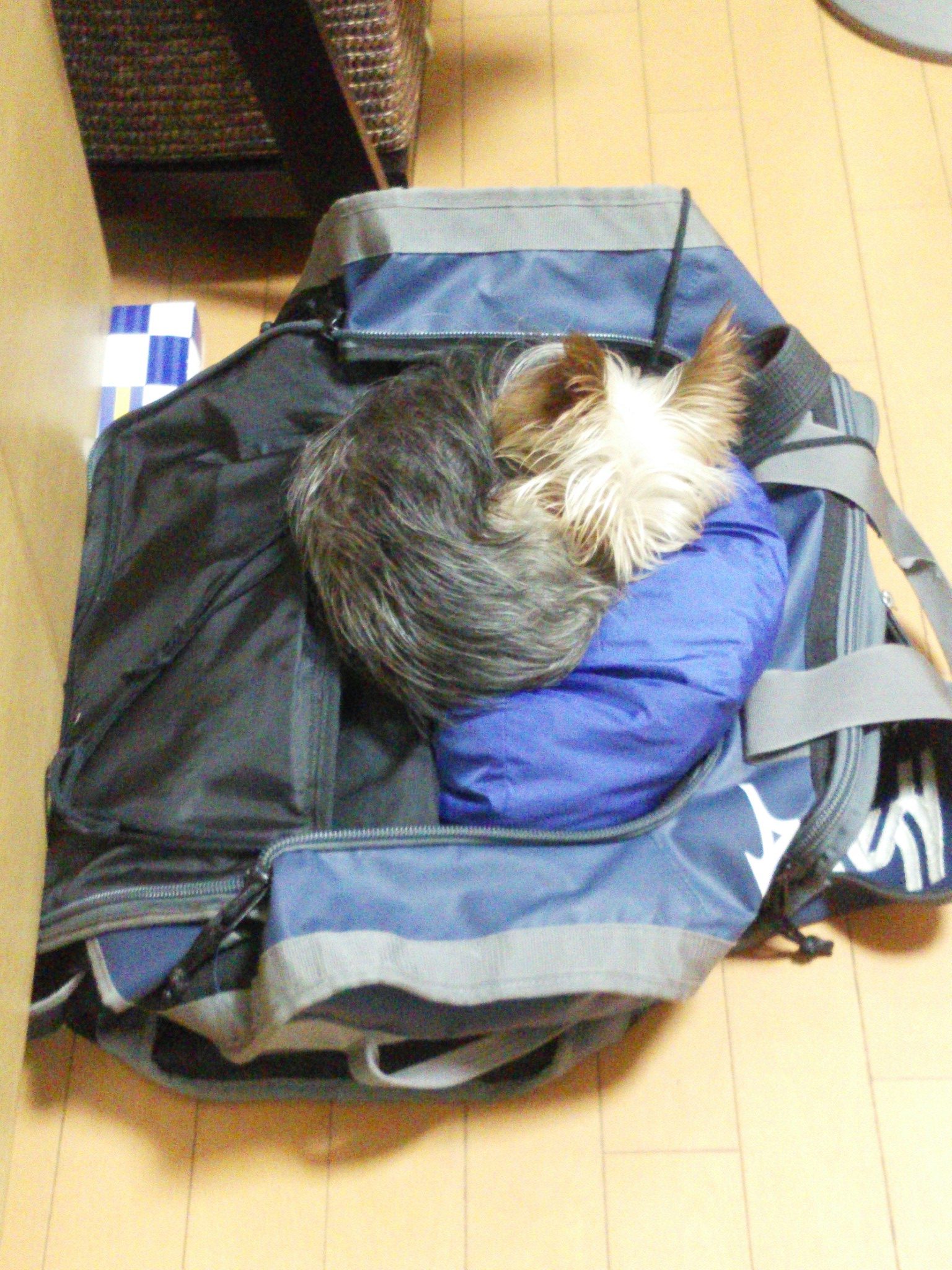 保谷のおおぞら整骨院 21時まで診療。保谷駅徒歩５分