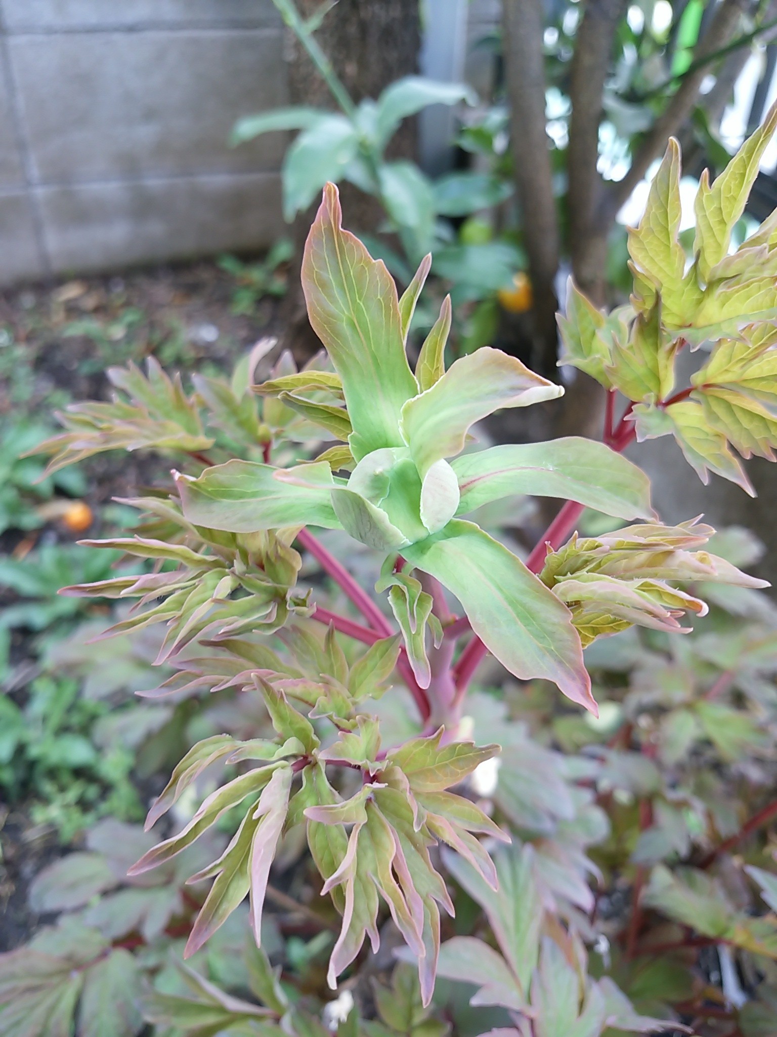 保谷のおおぞら整骨院 21時まで診療。保谷駅徒歩５分