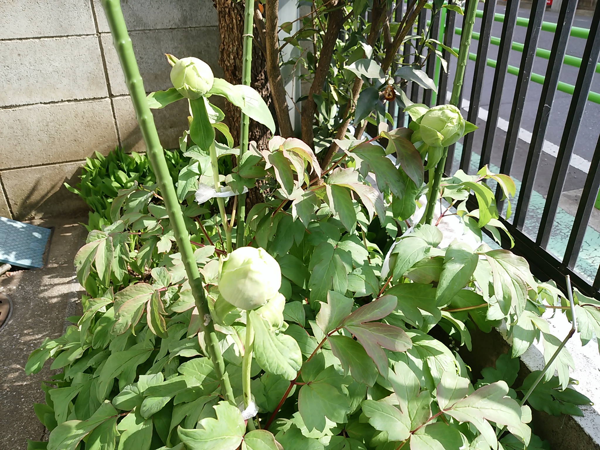 保谷のおおぞら整骨院 21時まで診療。保谷駅徒歩５分