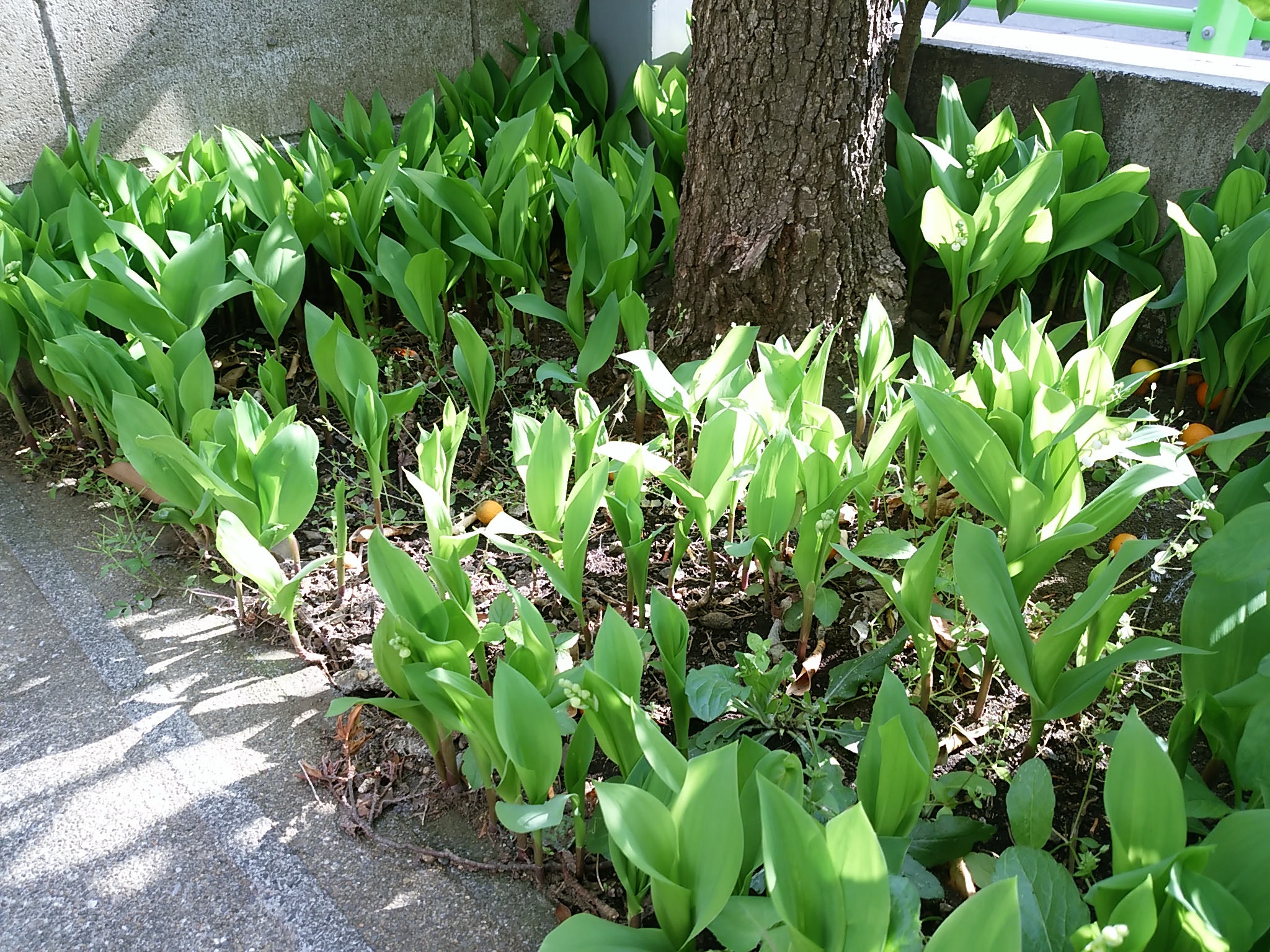 保谷のおおぞら整骨院 21時まで診療。保谷駅徒歩５分