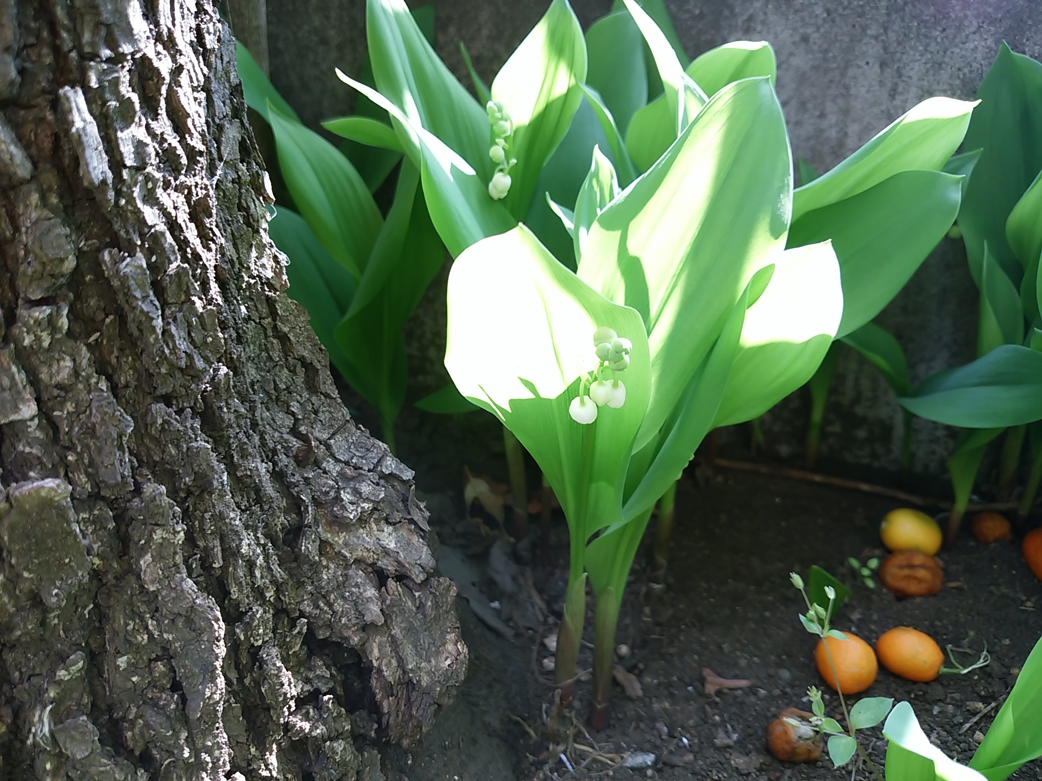 保谷のおおぞら整骨院 21時まで診療。保谷駅徒歩５分
