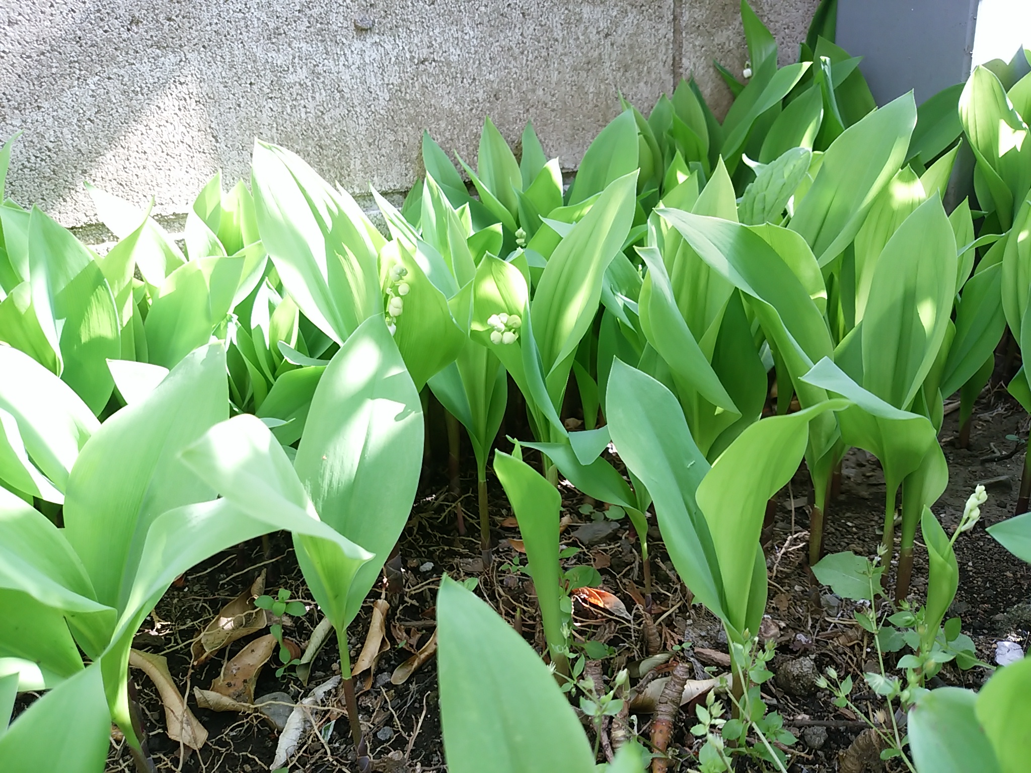保谷のおおぞら整骨院 21時まで診療。保谷駅徒歩５分