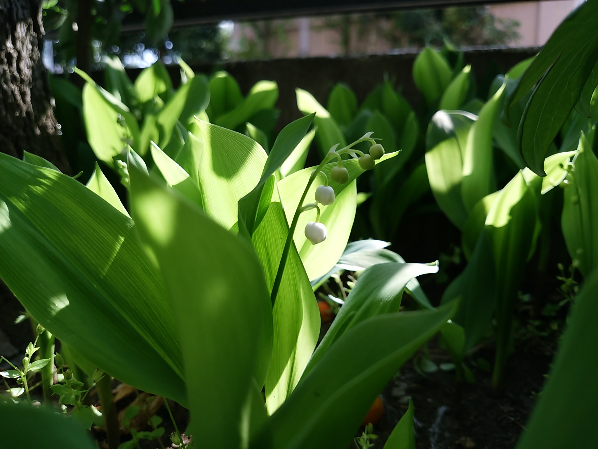 保谷のおおぞら整骨院 21時まで診療。保谷駅徒歩５分