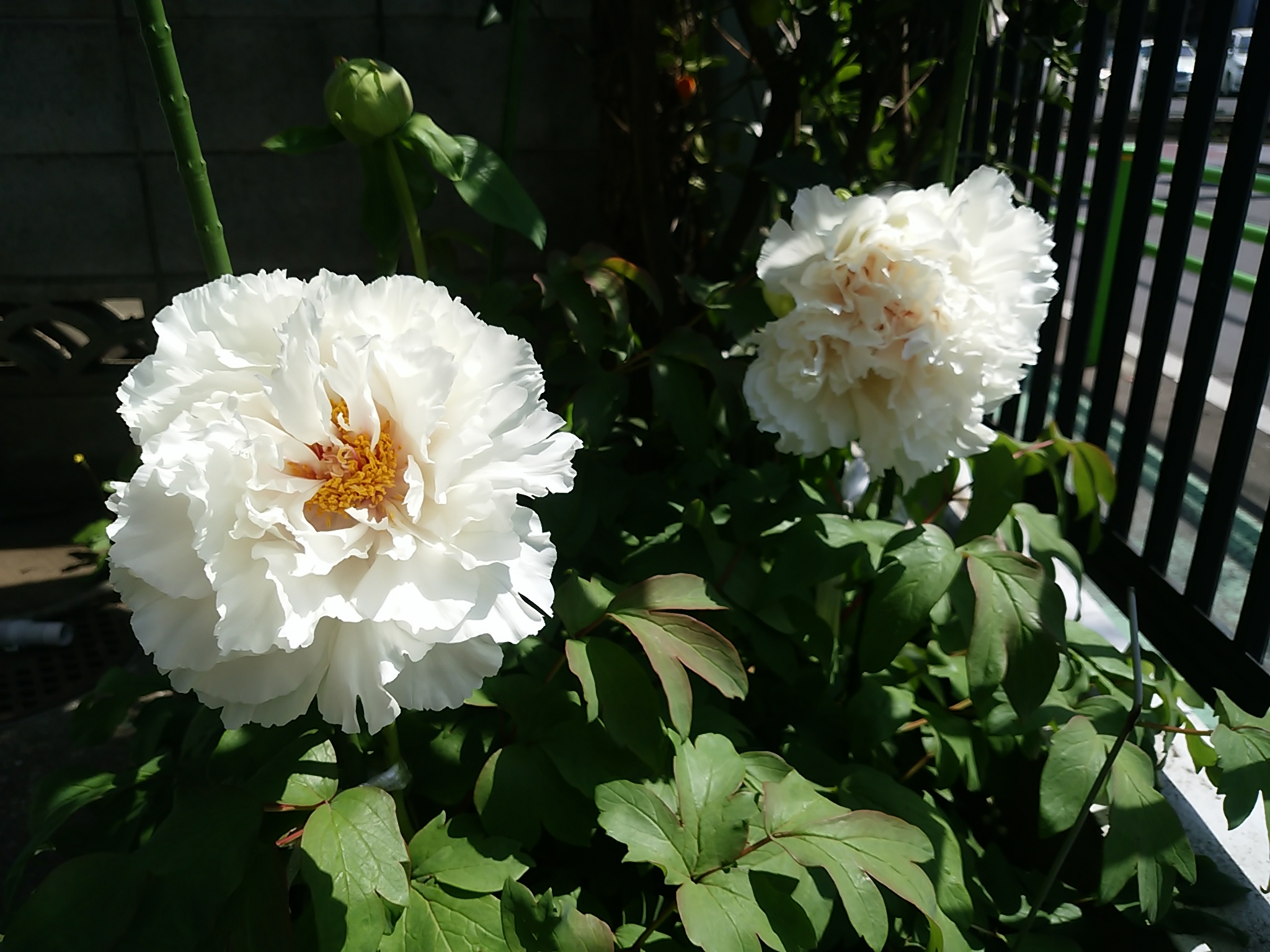 保谷のおおぞら整骨院 21時まで診療。保谷駅徒歩５分