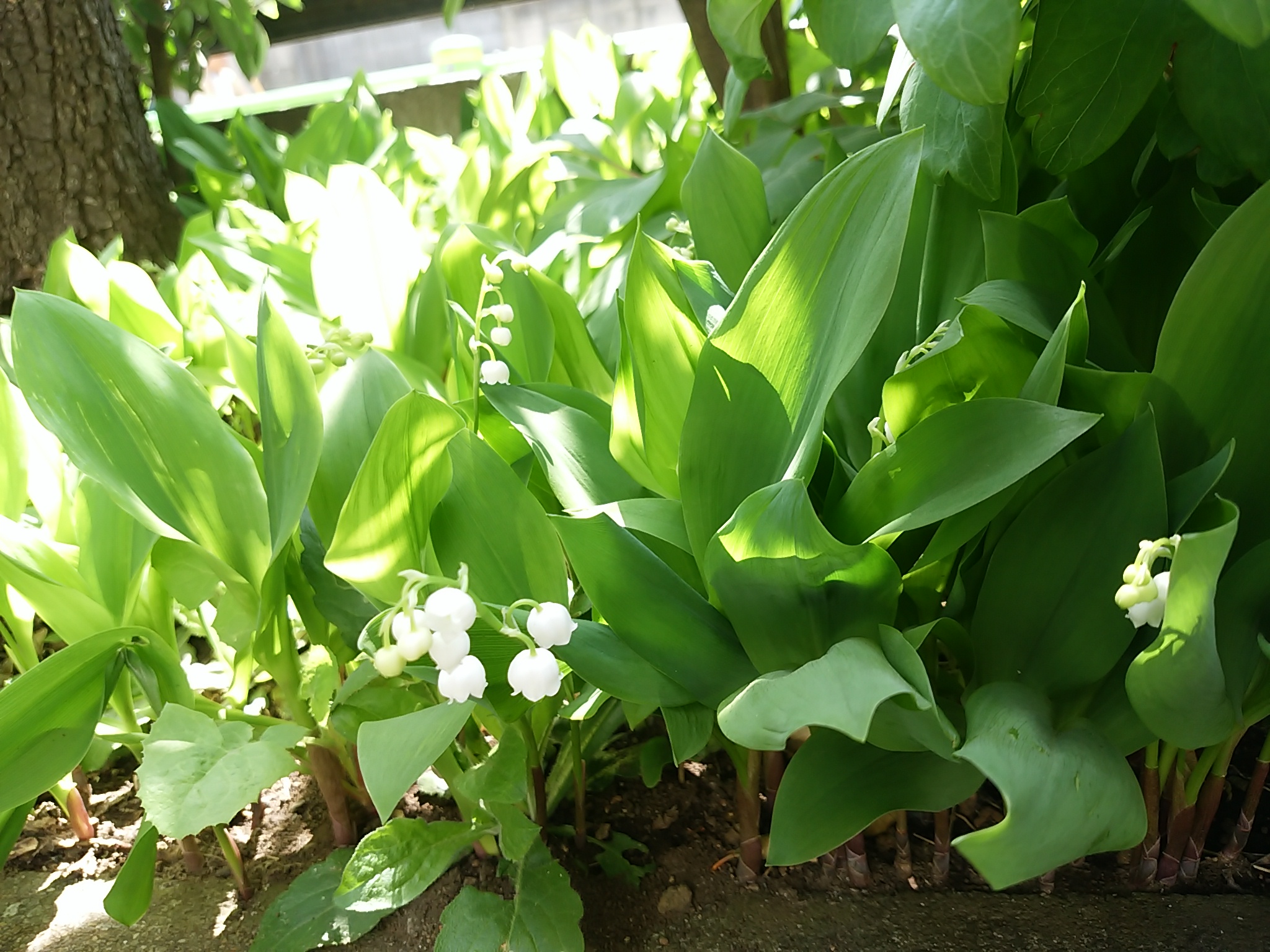 保谷のおおぞら整骨院 21時まで診療。保谷駅徒歩５分