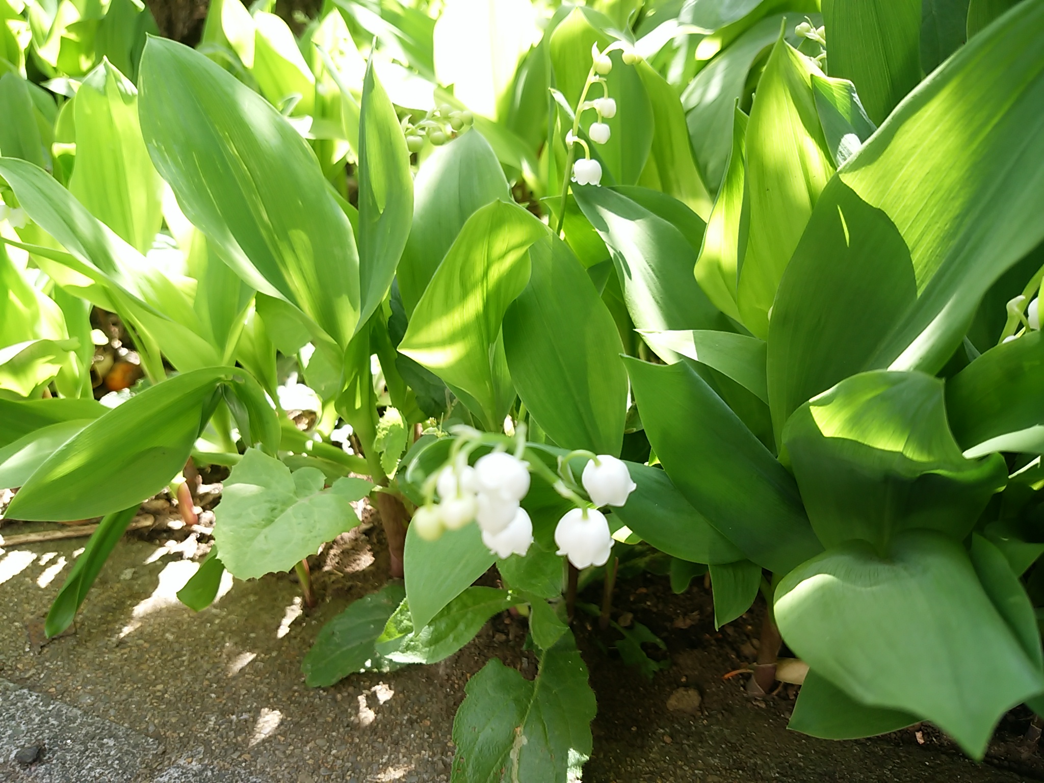 保谷のおおぞら整骨院 21時まで診療。保谷駅徒歩５分