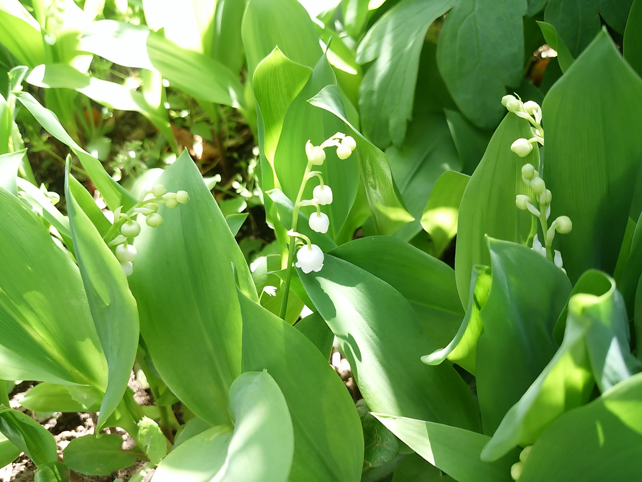保谷のおおぞら整骨院 21時まで診療。保谷駅徒歩５分