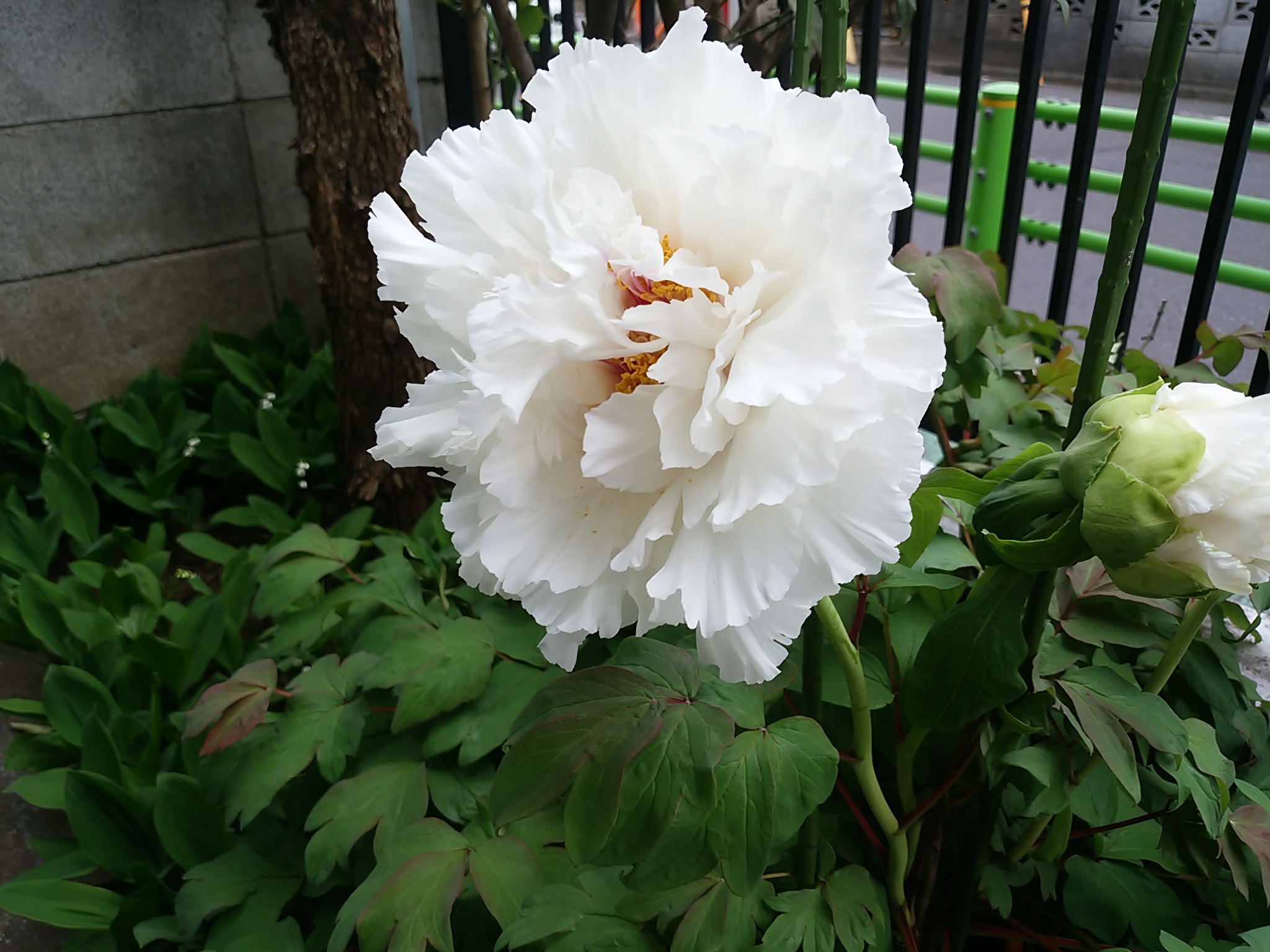 保谷のおおぞら整骨院 21時まで診療。保谷駅徒歩５分