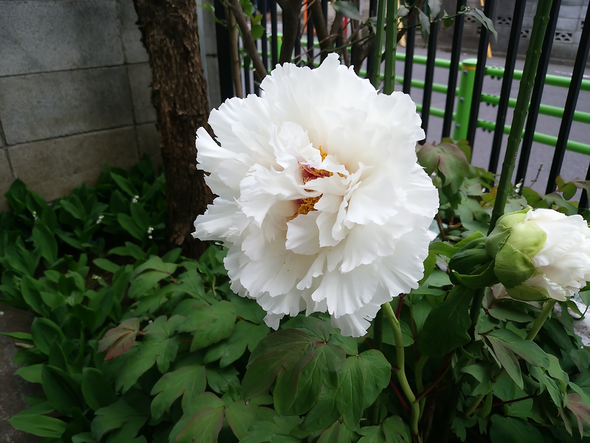 保谷のおおぞら整骨院 21時まで診療。保谷駅徒歩５分