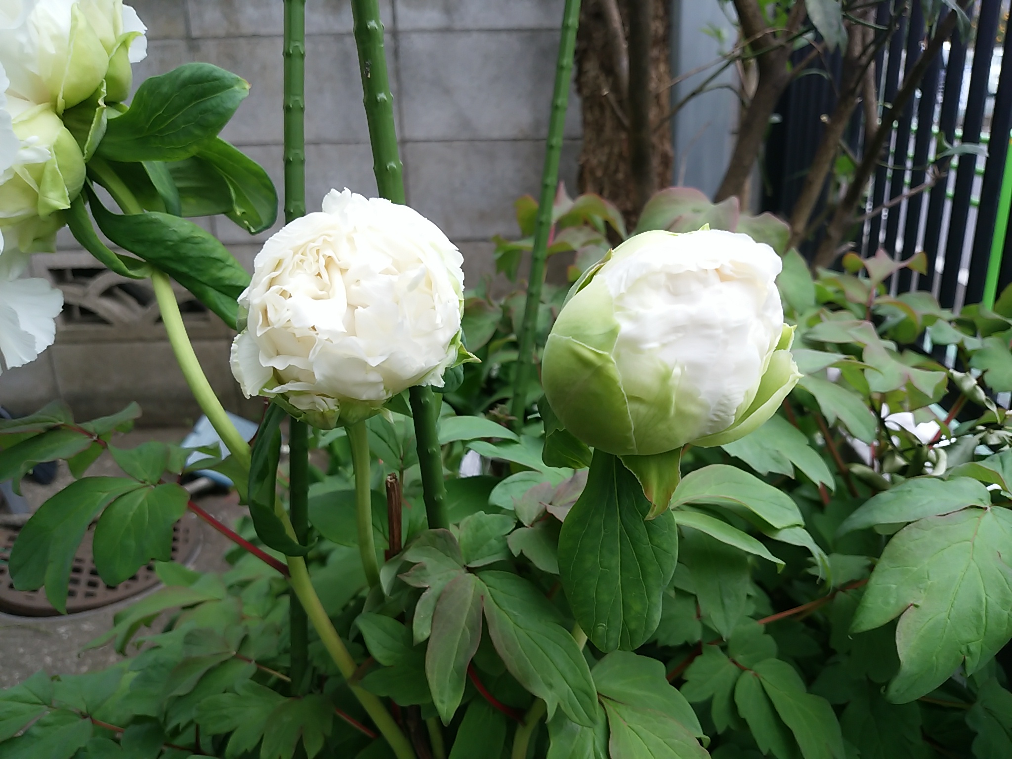 保谷のおおぞら整骨院 21時まで診療。保谷駅徒歩５分