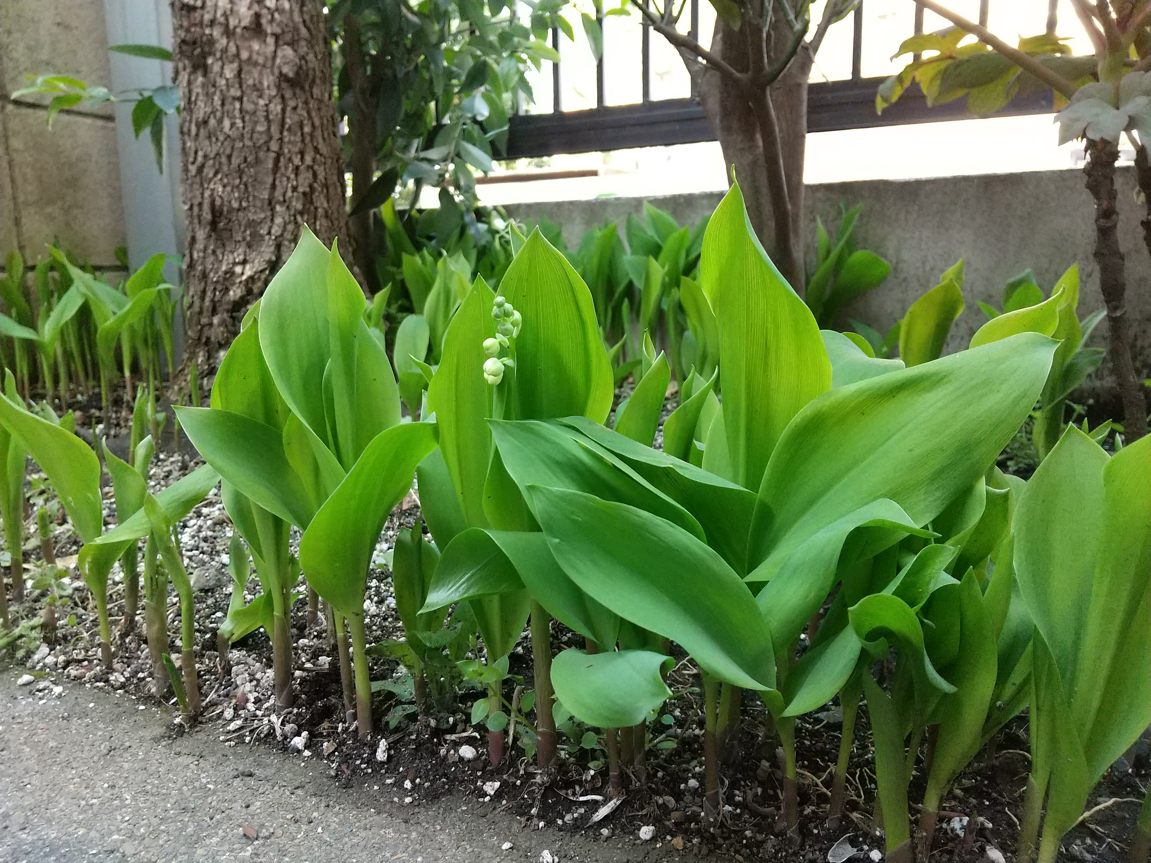 保谷のおおぞら整骨院 21時まで診療。保谷駅徒歩５分