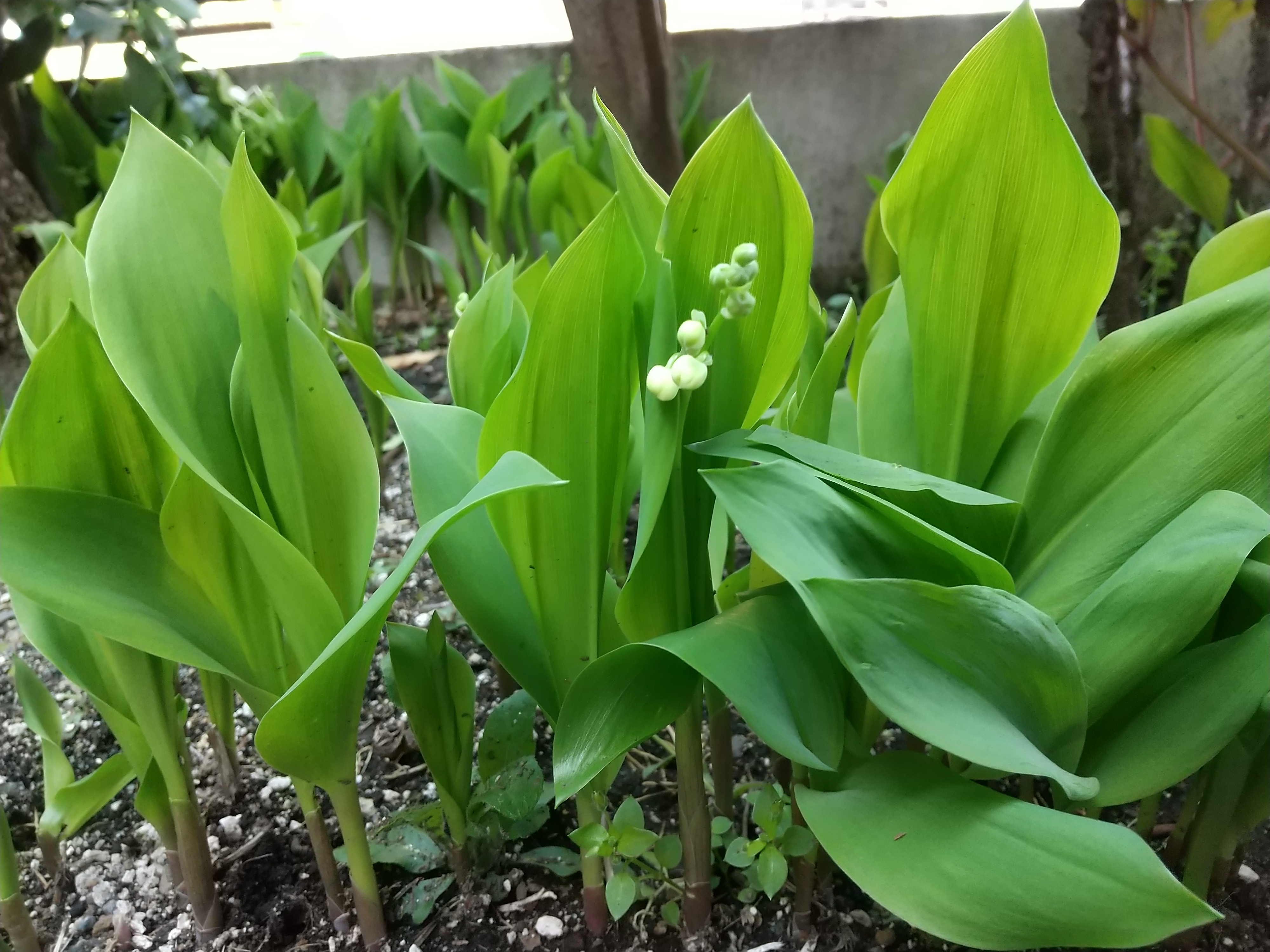 保谷のおおぞら整骨院 21時まで診療。保谷駅徒歩５分