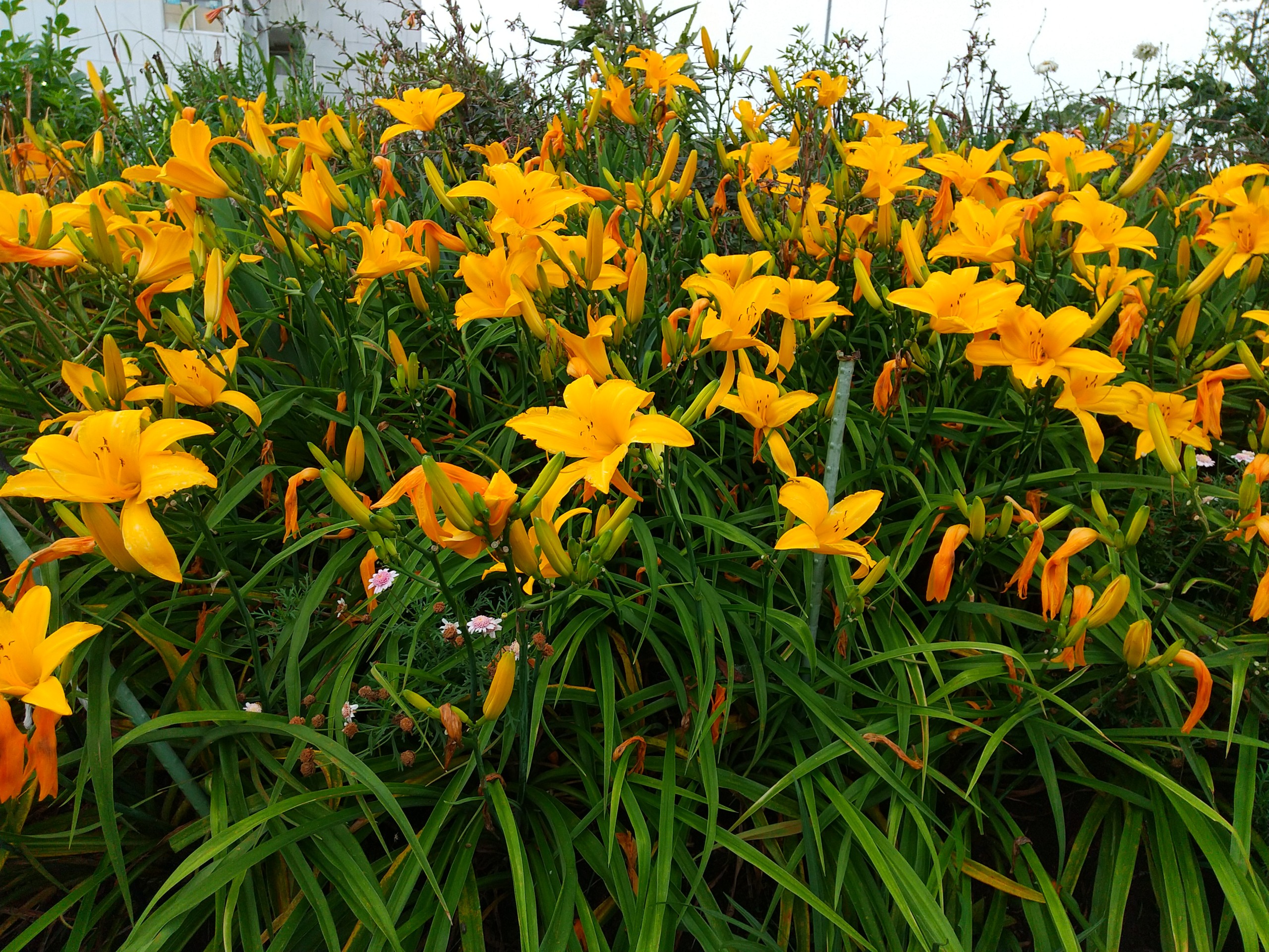 保谷のおおぞら整骨院 21時まで診療。保谷駅徒歩５分
