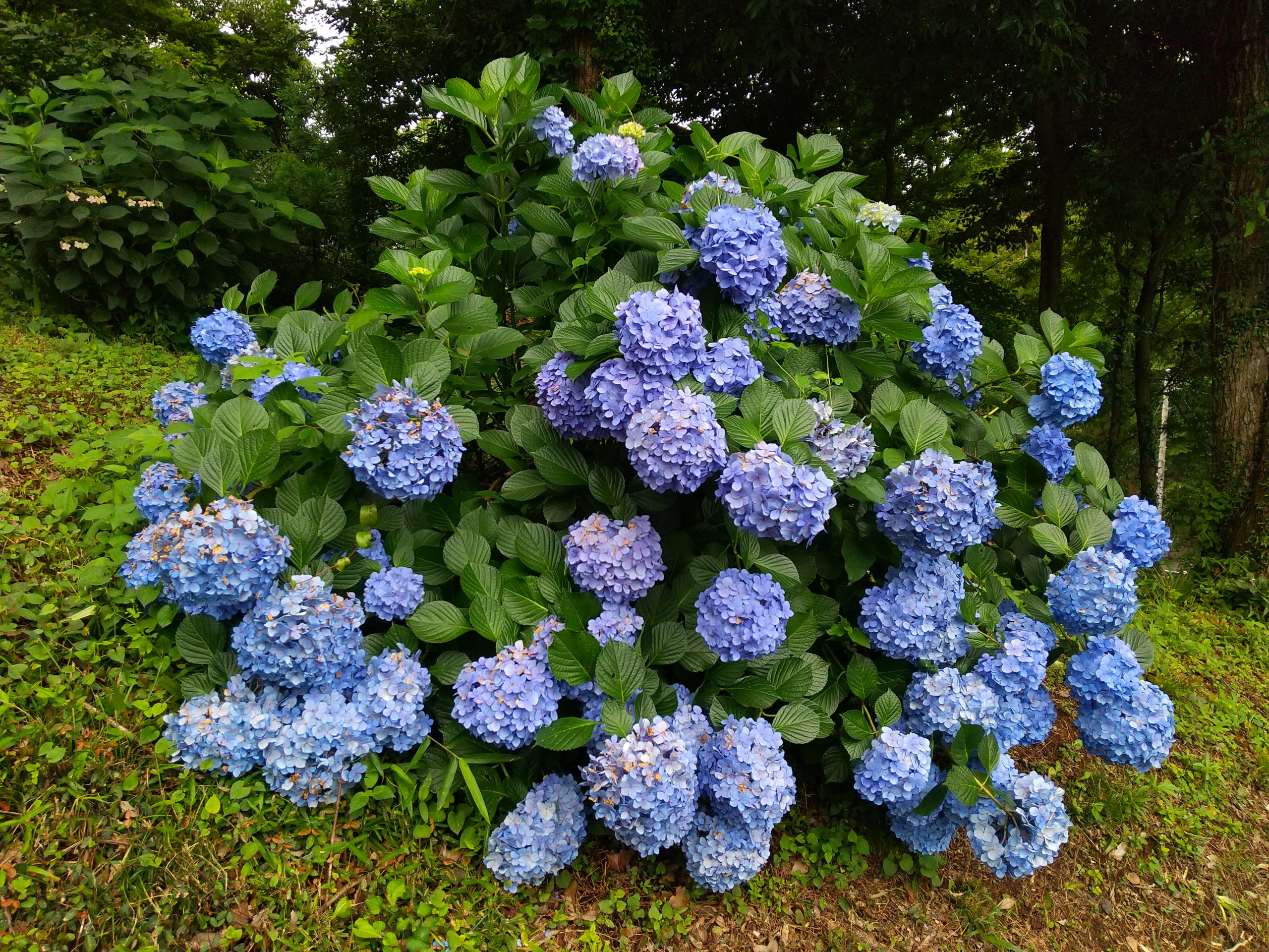 保谷のおおぞら整骨院 21時まで診療。保谷駅徒歩５分