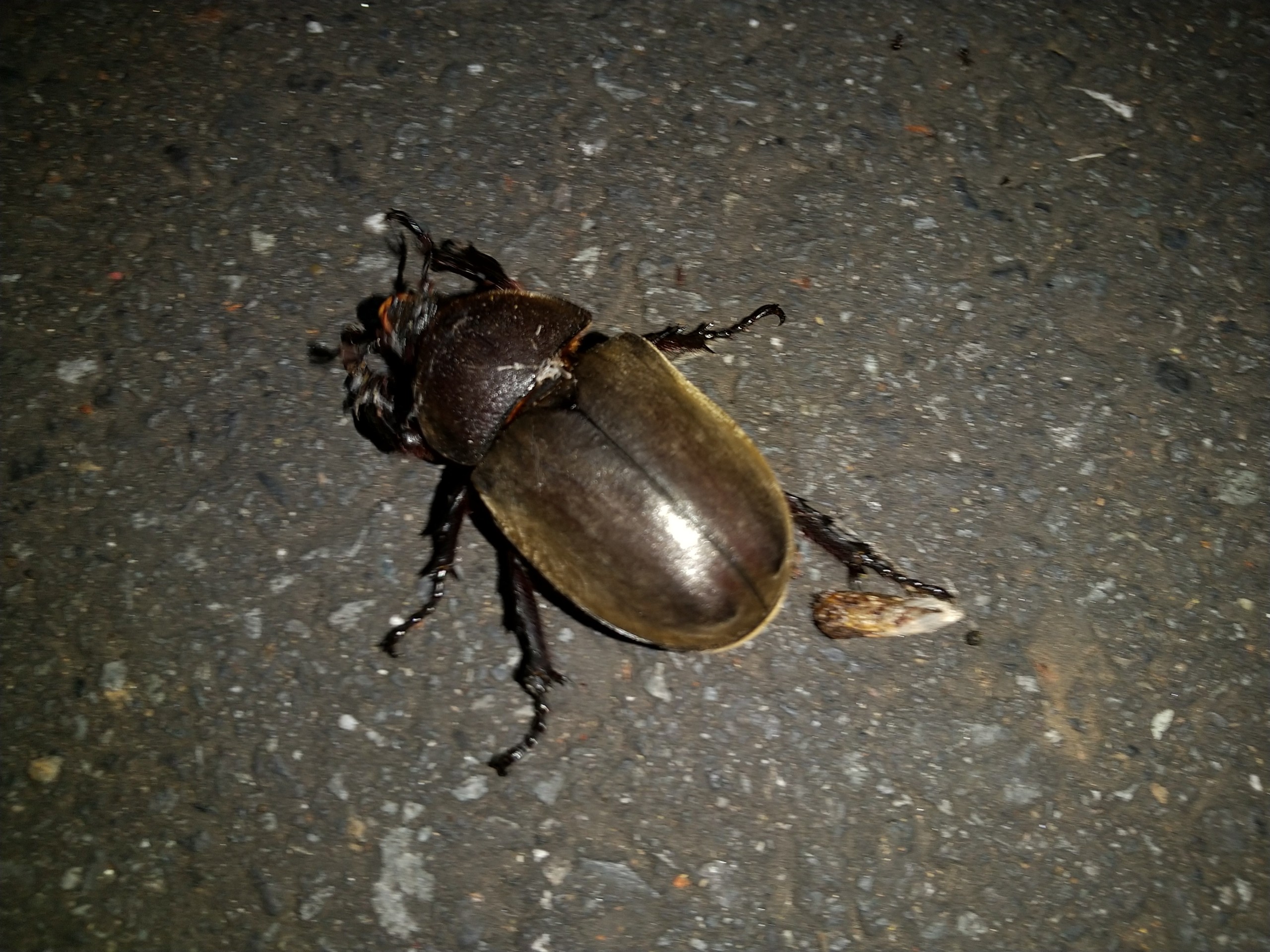 保谷のおおぞら整骨院 21時まで診療。保谷駅徒歩５分