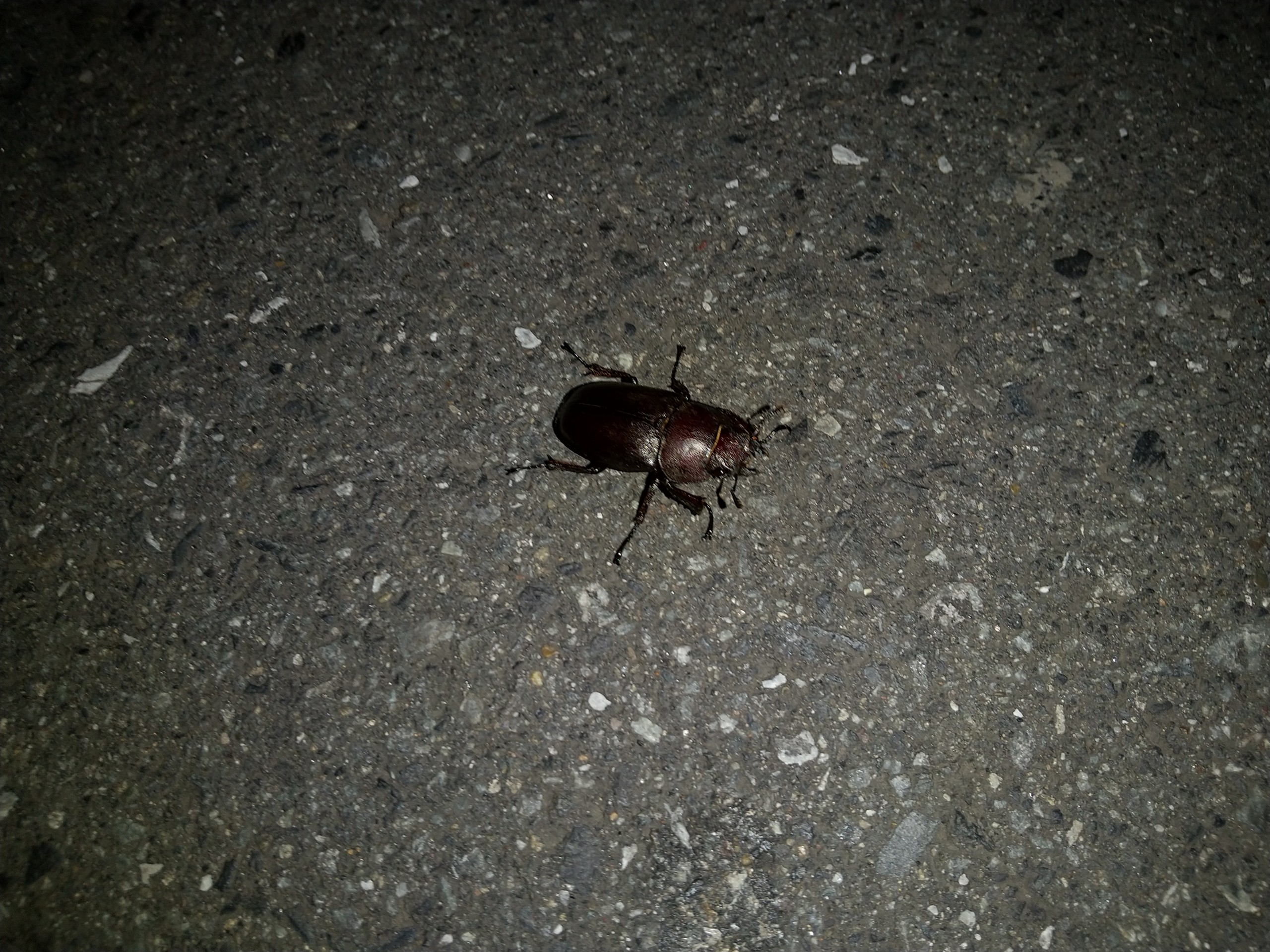 保谷のおおぞら整骨院 21時まで診療。保谷駅徒歩５分