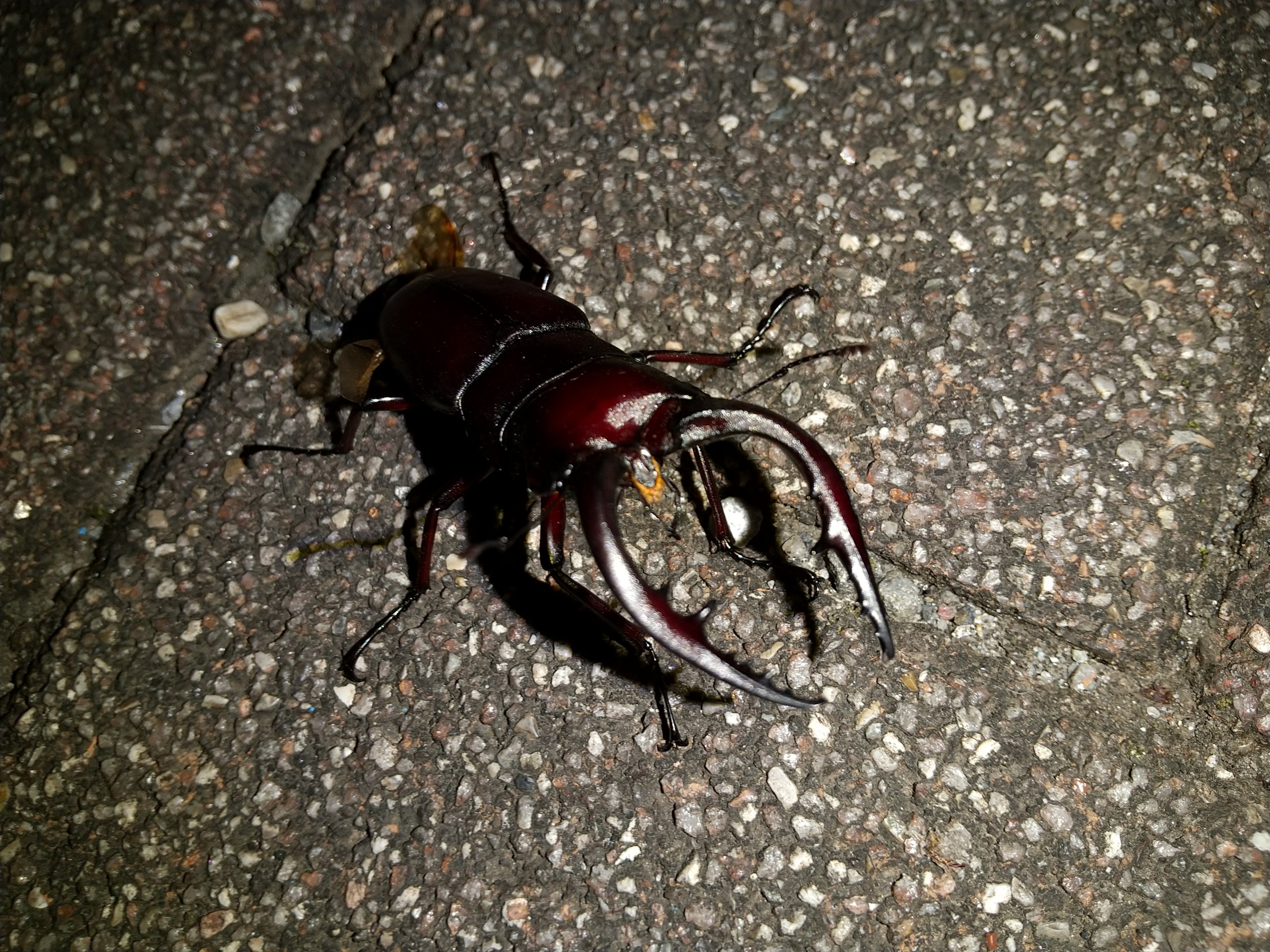 保谷のおおぞら整骨院 21時まで診療。保谷駅徒歩５分