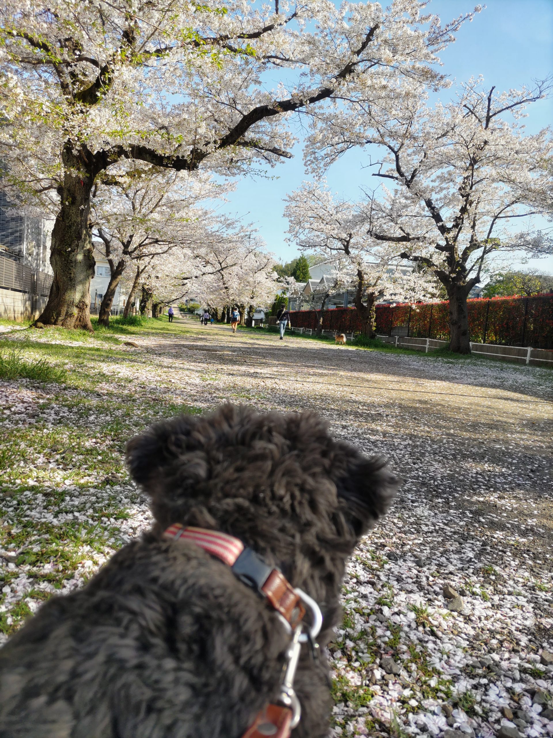 保谷のおおぞら整骨院 21時まで診療。保谷駅徒歩５分