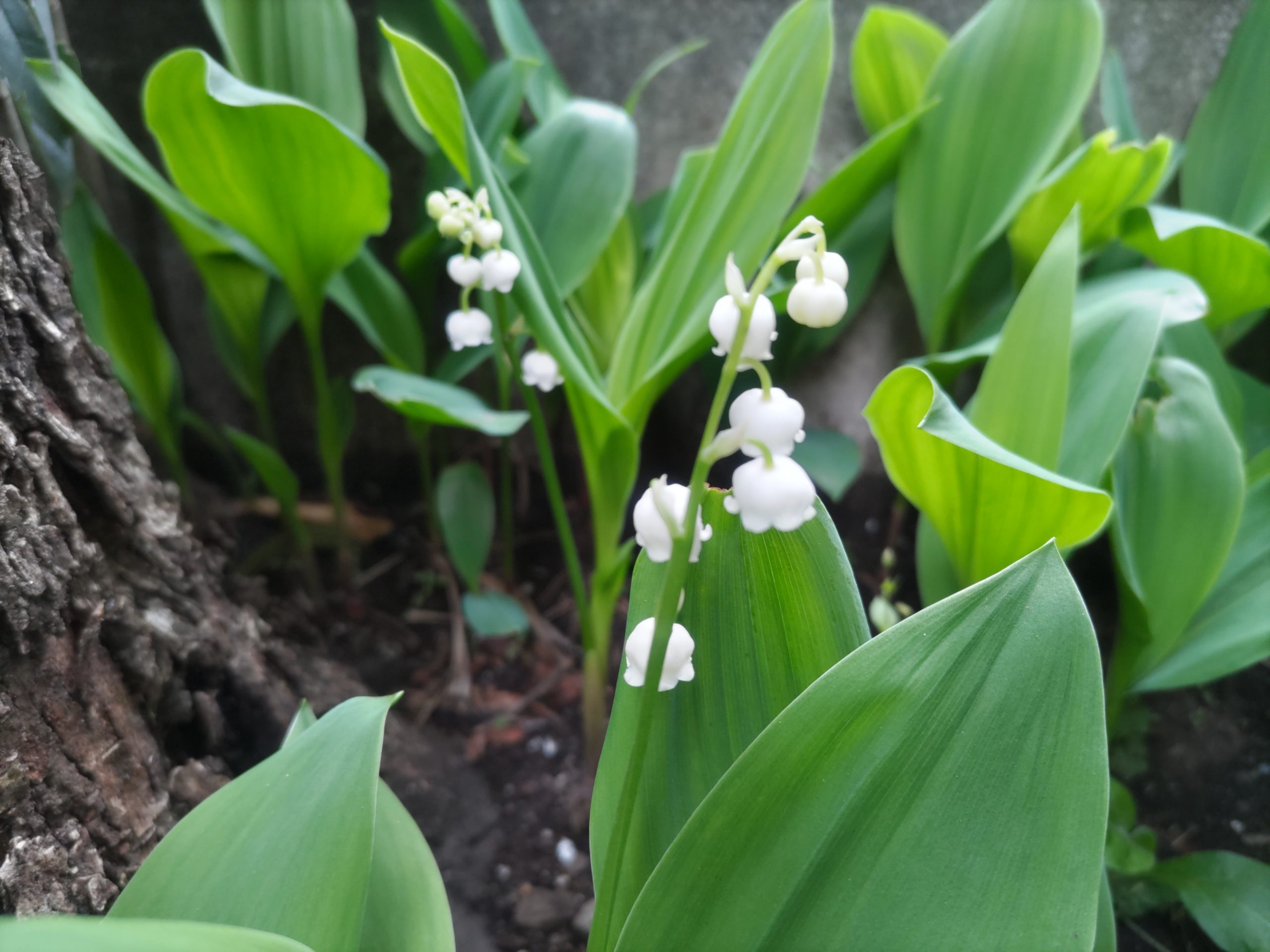 保谷のおおぞら整骨院 21時まで診療。保谷駅徒歩５分
