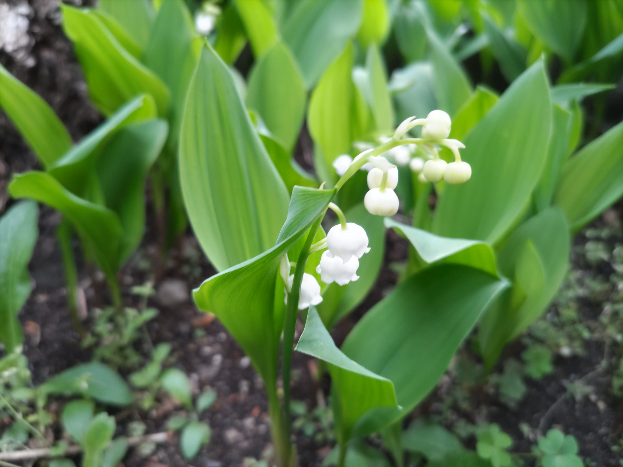 保谷のおおぞら整骨院 21時まで診療。保谷駅徒歩５分